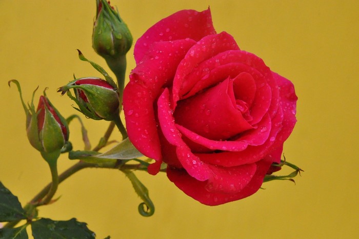 Red rose with buds on yellow background