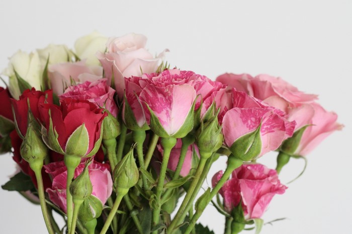 Bouquet of pink and red roses with buds