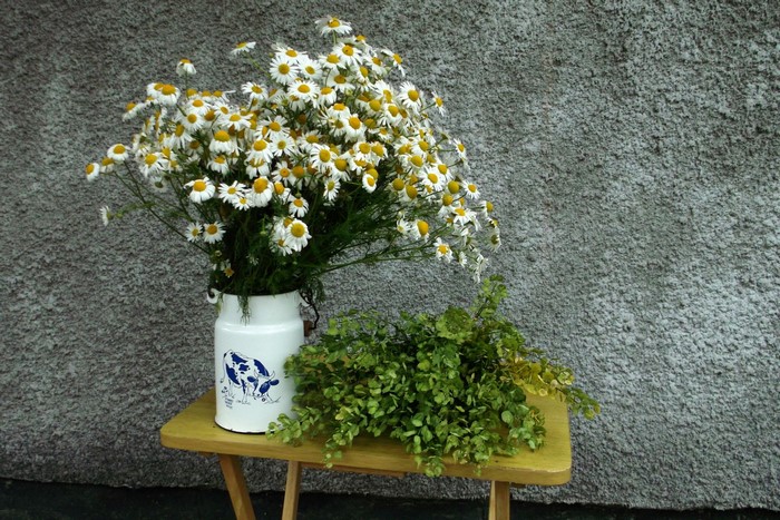 Bouquet of Chamomile Flowers in a Milk Can