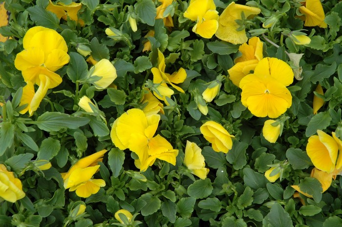 Yellow pansies blooming among green leaves