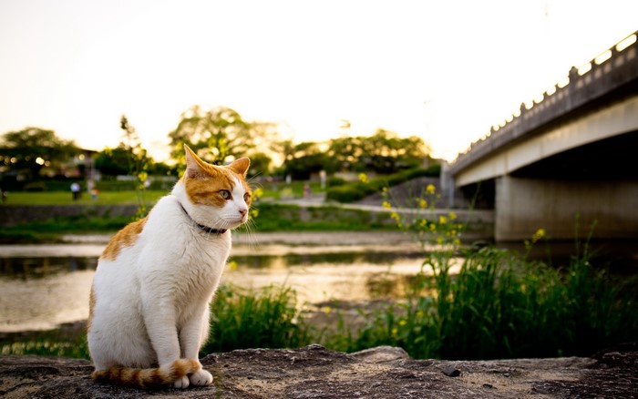 Orange and white cat sitting by a river with a bridge