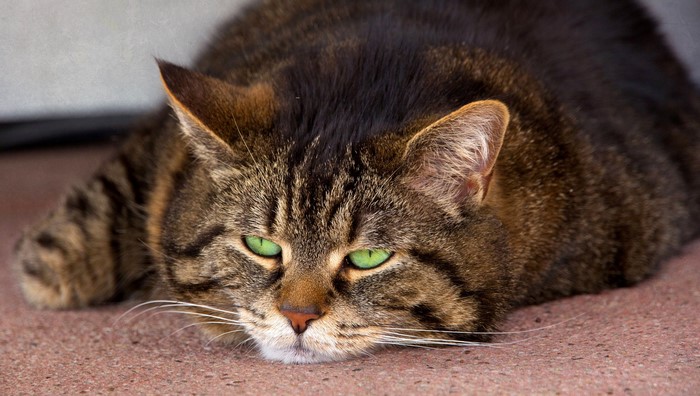 Tabby cat with green eyes lying down
