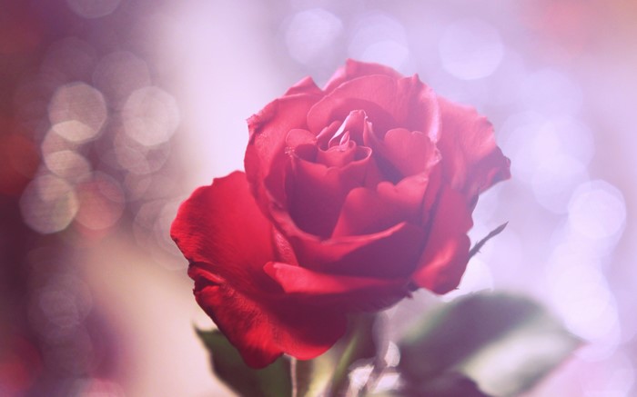 4K Red Rose Closeup