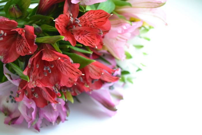 Red and pink Alstroemeria flowers