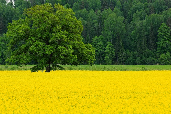 Oak tree in a yellow rapeseed field with a forest background