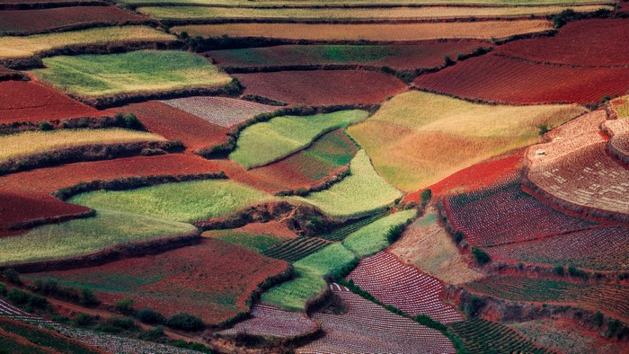 Terraced fields in China
