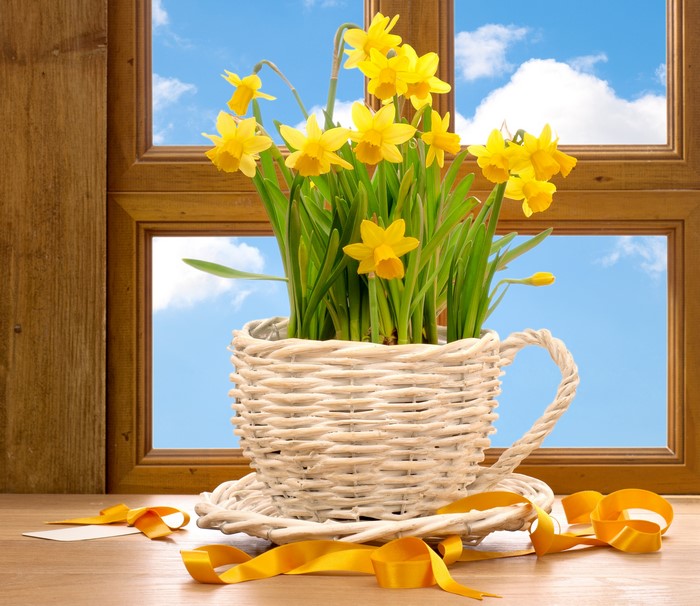 Yellow Daffodils in a Wicker Pot by a Window