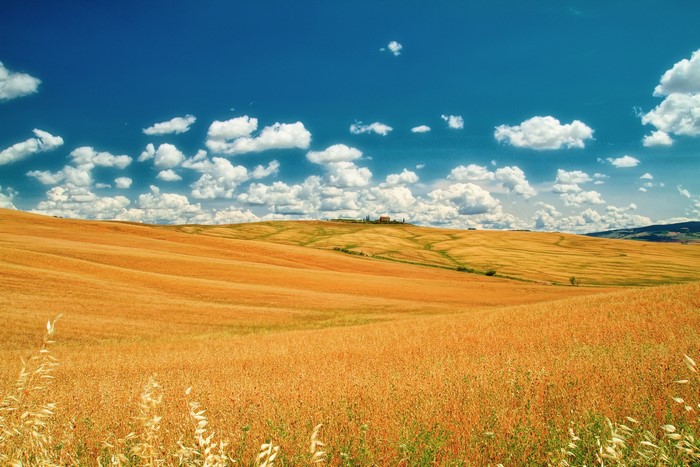 Golden fields under a blue sky with clouds in Tuscany