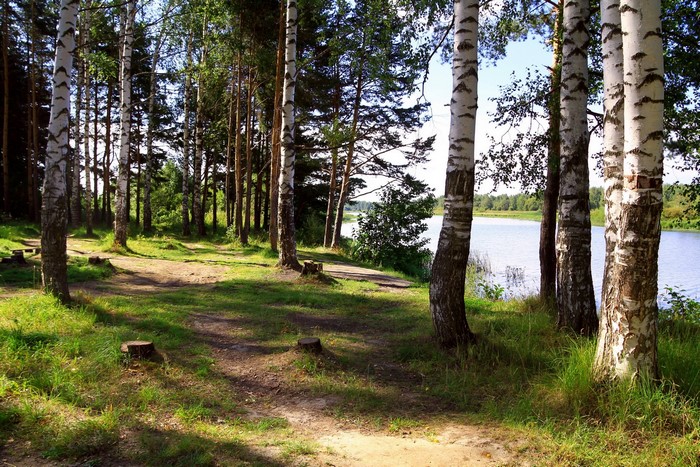 Birch trees by a river in Russia