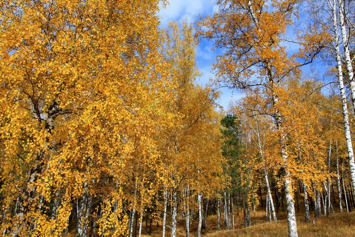 Autumn Birch Forest in Russia