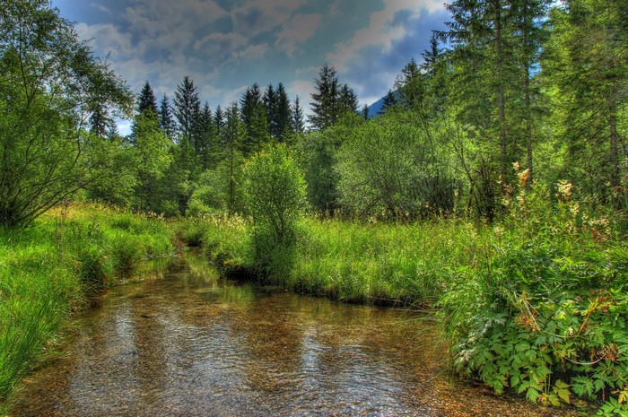 Stream flowing through a forest in Bavaria, Germany