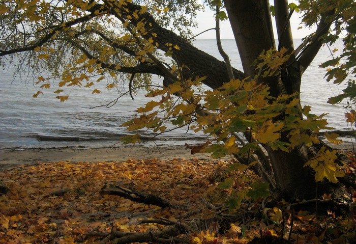 Autumn leaves by the water in Puck, Poland
