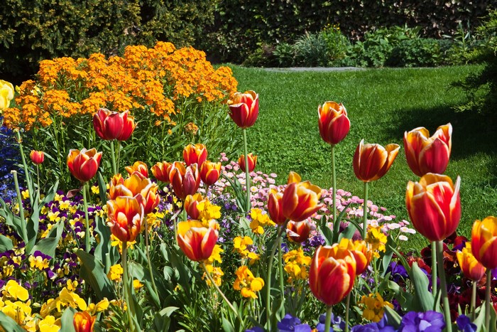 Red and yellow tulips and other flowers in a garden