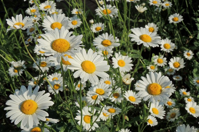Field of white daisies with yellow centers
