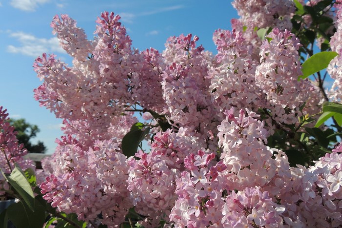 Pink Lilac Flowers Blooming Under a Blue Sky