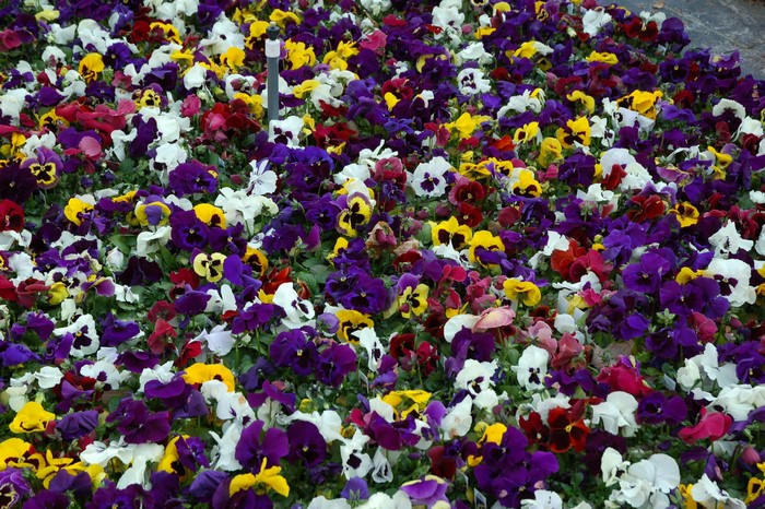A bed of colorful pansies in bloom