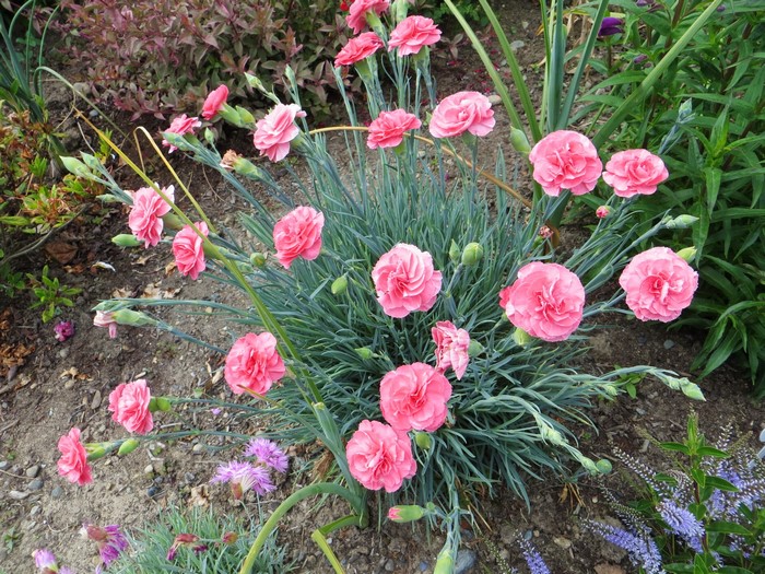 Pink Carnations in a Garden