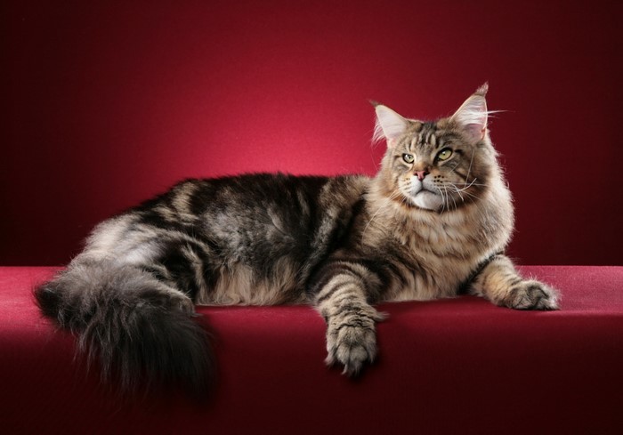 Maine Coon cat with fluffy tail on red background