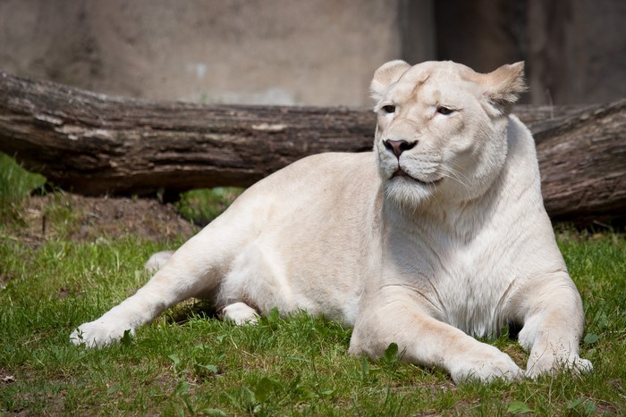 White Lion Lying on Grass Near Log