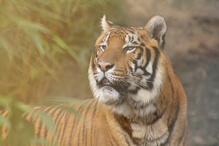 Tiger in tall grass