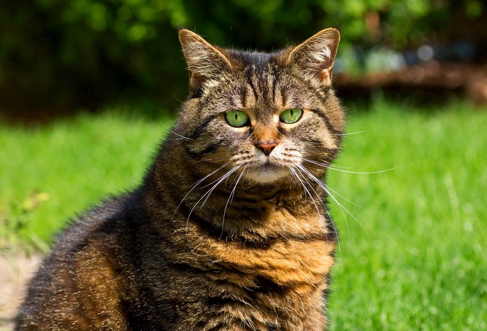 Tabby cat with green eyes looking forward