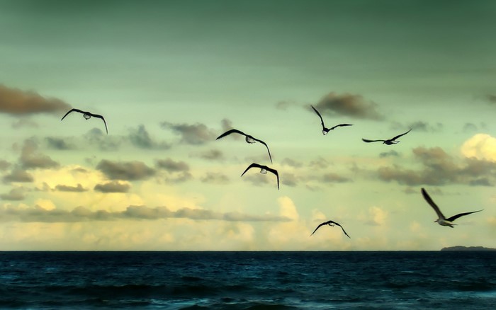 Birds flying over the ocean at sunset