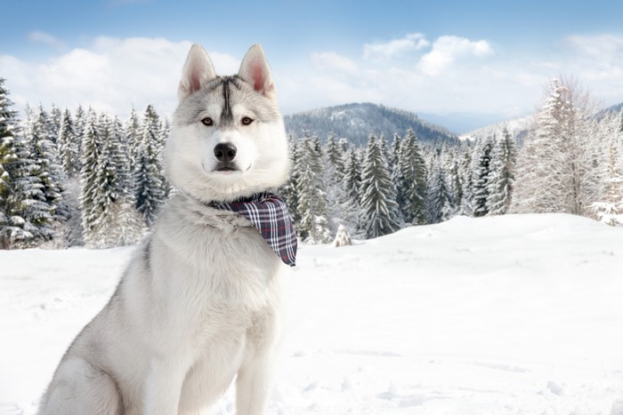 Husky dog wearing a scarf in a snowy forest