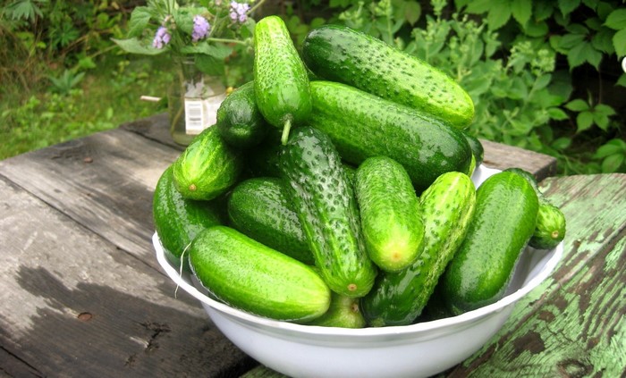 Bowl of fresh cucumbers on a wooden table