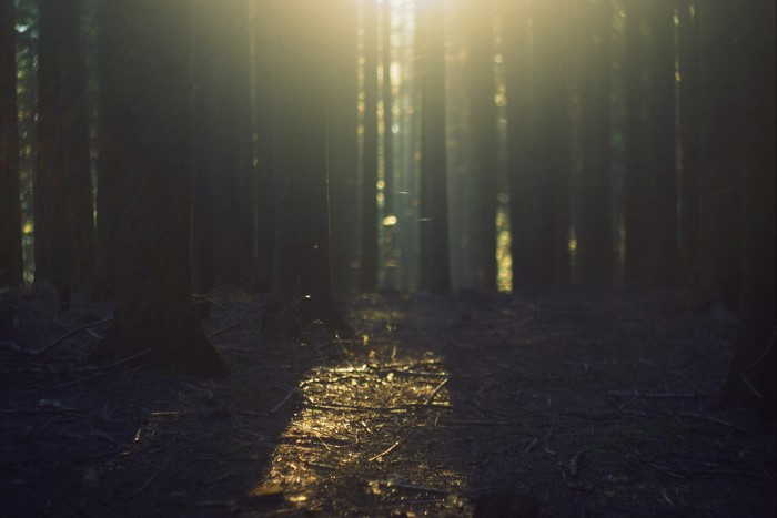 Sunlight filtering through trees in a dark forest