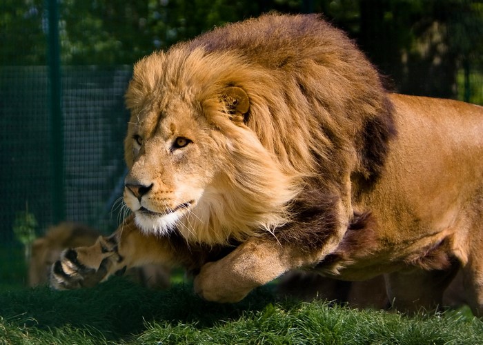 Lion jumping on grass