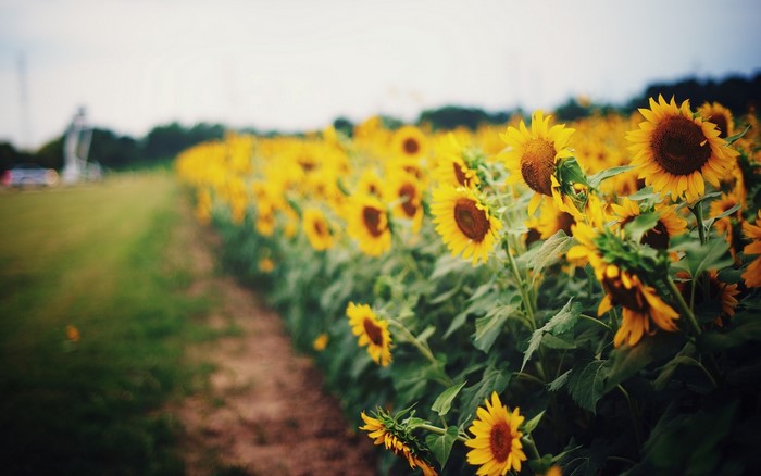 Field of Sunflowers
