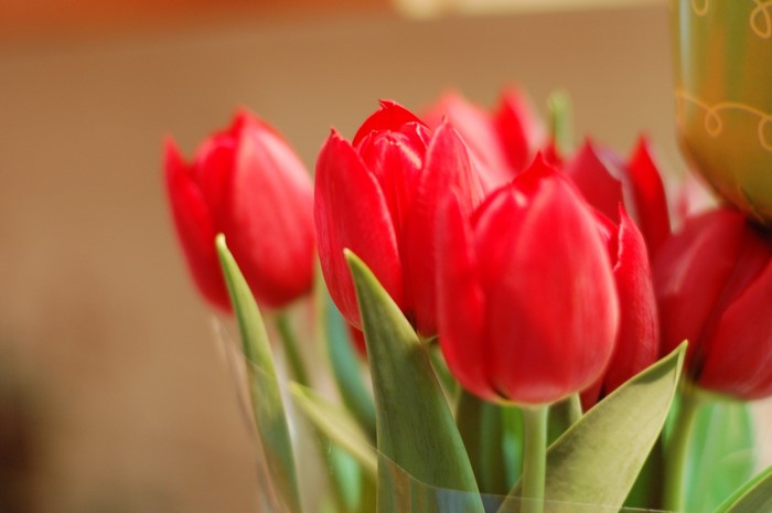 Red Tulips in a Bouquet