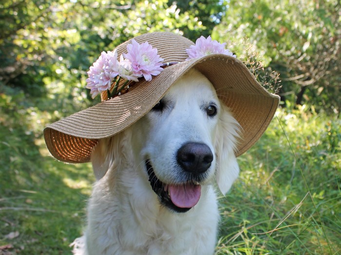 Golden Retriever dog wearing a straw hat with flowers