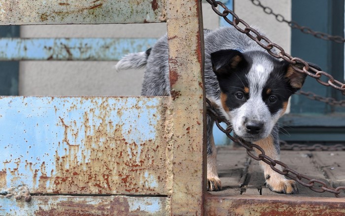 Australian Cattle Dog puppy behind a chain