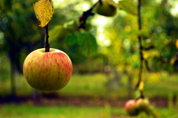 Apple on a branch