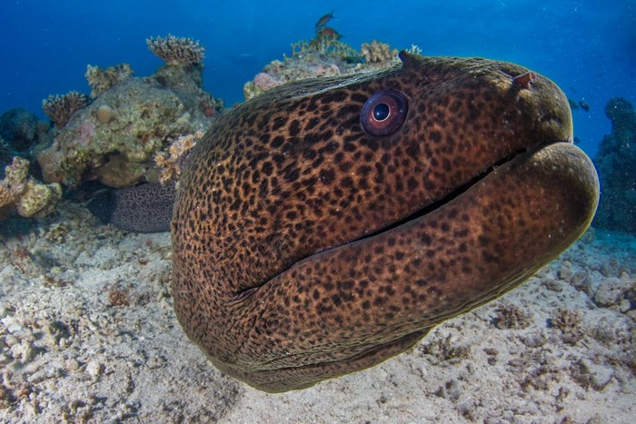 Giant Moray Eel in Coral Reef