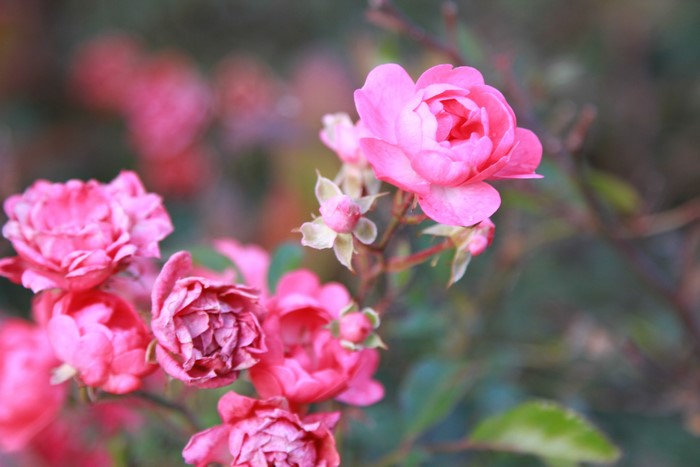 Pink Roses