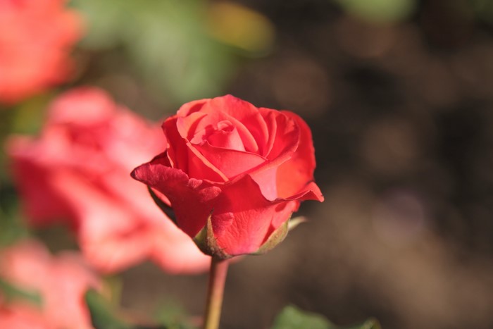 Red Rose Closeup
