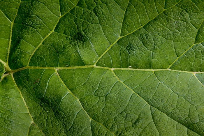 Green Leaf Texture Close-up