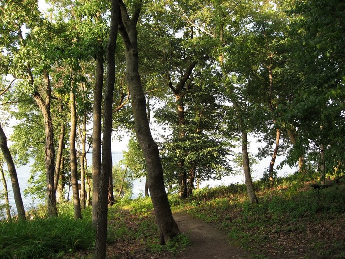 Trees by a lake