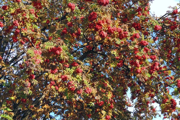 Rowan tree branches with red berries and autumn leaves