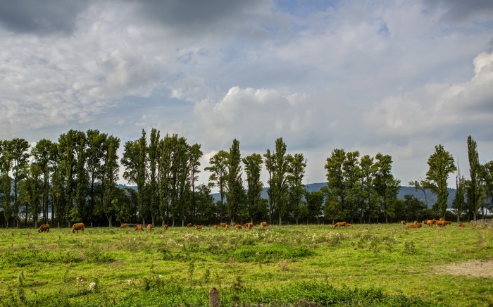 Cows grazing in a field with tall trees and clouds
