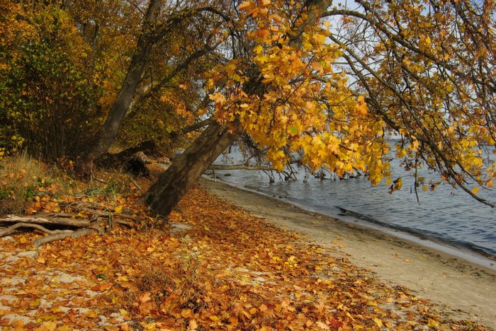 Autumn foliage by a lake in Poland