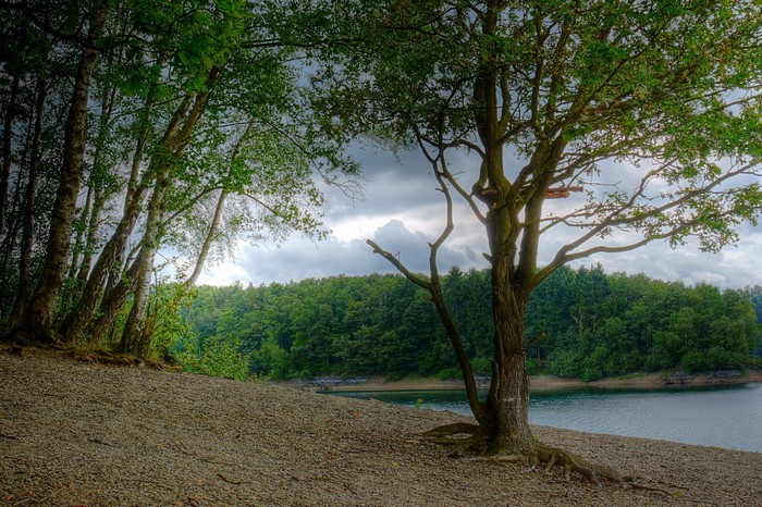 Trees by a lake in North Rhine-Westphalia, Germany