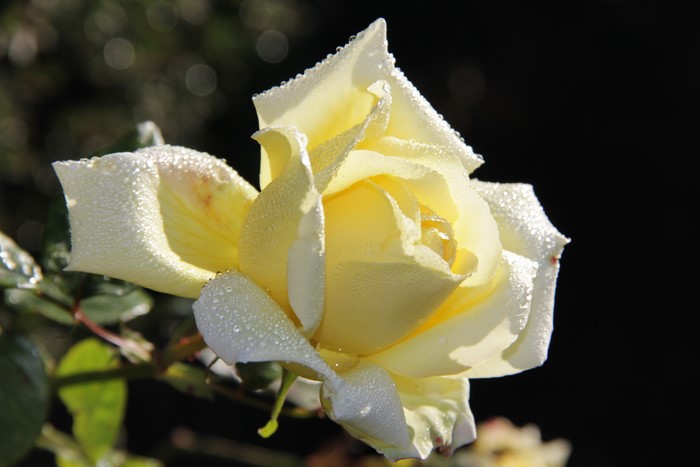 Yellow rose with water drops
