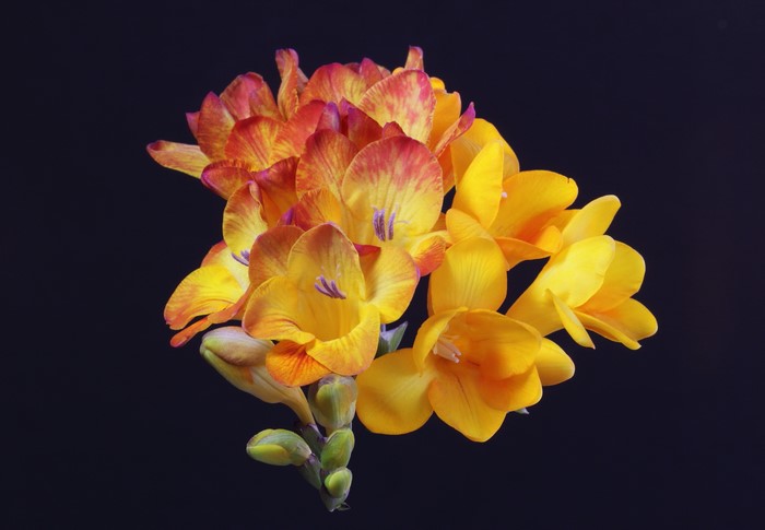 4K Yellow Freesia Flowers