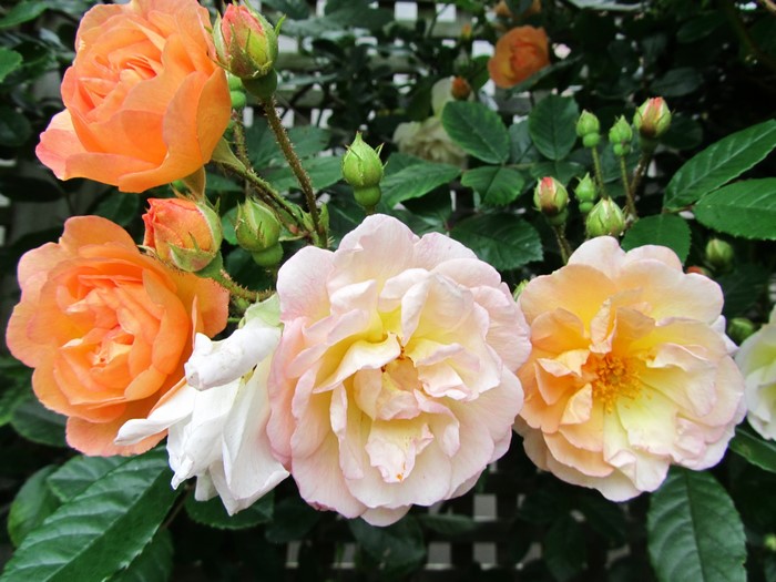 Orange and pink roses with buds on a trellis