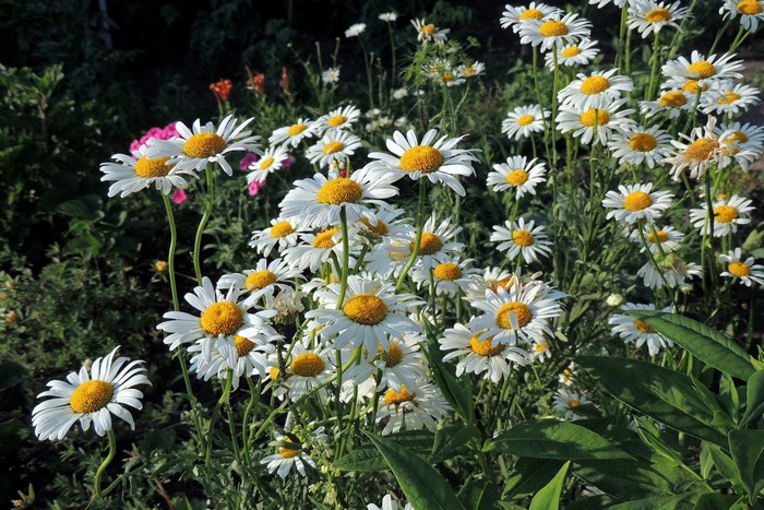 Field of white daisies with yellow centers