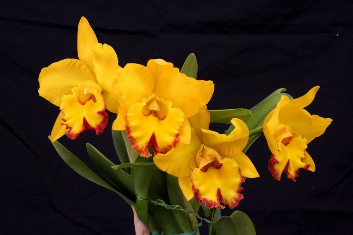 Yellow Cattleya orchids with red accents