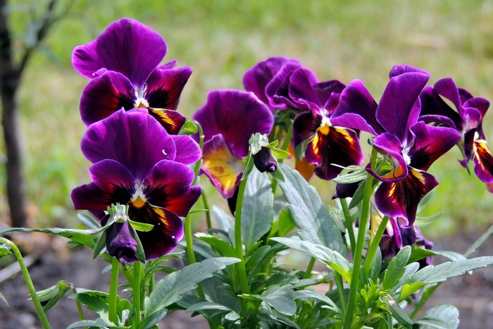 Purple and yellow pansies in a garden